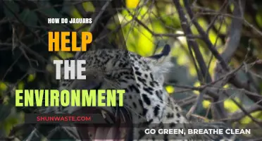 Jaguars: Vital Predators Preserving Ecosystem Balance and Biodiversity