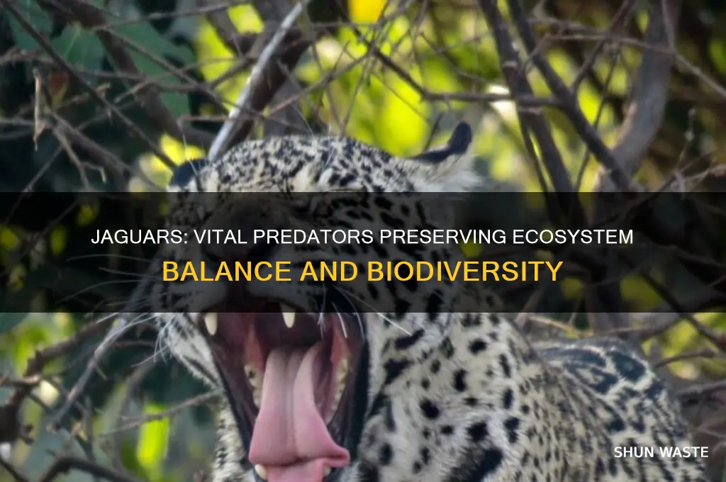 how do jaguars help the environment
