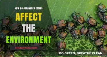 Japanese Beetles: Environmental Impact and Ecosystem Disruption Explained