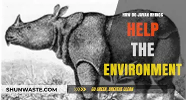 Javan Rhinos: Vital Guardians of Ecosystem Balance and Biodiversity