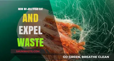 Jellyfish Feeding and Waste: Unveiling Their Unique Digestive Process