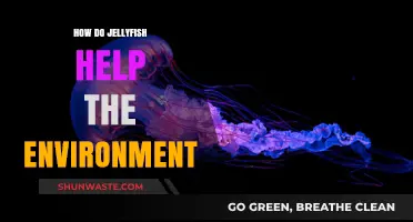 Jellyfish: Unseen Heroes Sustaining Marine Ecosystems and Ocean Health