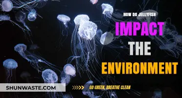 Jellyfish's Environmental Role: Impacts on Ecosystems and Marine Life Explained
