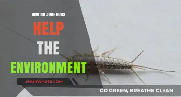 June Bugs' Eco-Friendly Role: Uncovering Their Environmental Benefits