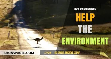 Kangaroos' Eco-Impact: How These Marsupials Benefit Our Environment