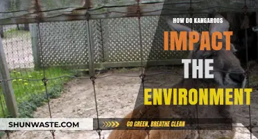 Kangaroos' Ecological Role: Shaping Australia's Environment and Biodiversity
