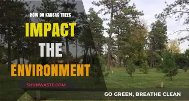 Kansas Trees: Environmental Benefits, Ecosystem Impact, and Conservation Efforts