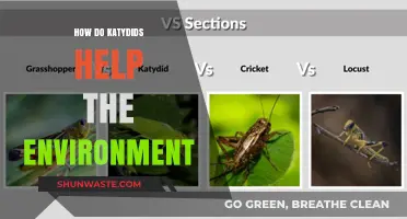 Katydids' Vital Role: Enhancing Ecosystems and Environmental Balance Naturally