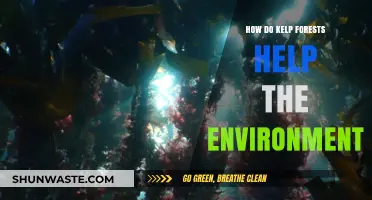 Kelp Forests: Vital Ecosystems Supporting Marine Life and Climate Health