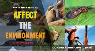Keystone Species: Their Vital Role in Shaping Ecosystems and Biodiversity