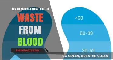 Kidneys' Role: Filtering Protein Waste from Blood Explained