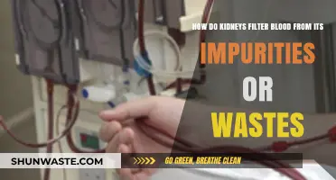 Kidneys' Vital Role: Filtering Blood Impurities and Wastes Explained