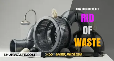 How Kidneys Filter and Eliminate Waste from Your Body