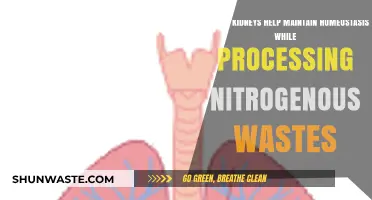 Kidneys' Role in Homeostasis: Managing Nitrogenous Wastes for Balance