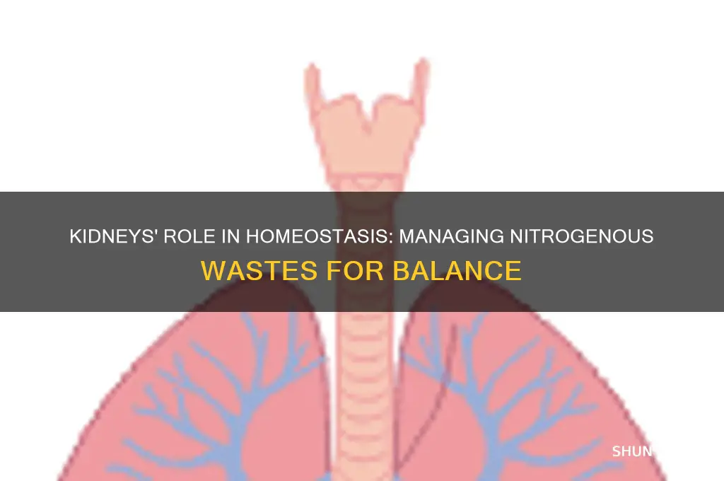 how do kidneys help maintain homeostasis while processing nitrogenous wastes