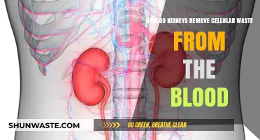 Kidneys' Role: Filtering Cellular Waste from Blood Explained