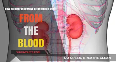 Kidneys' Role: Filtering Nitrogenous Waste from Blood Explained