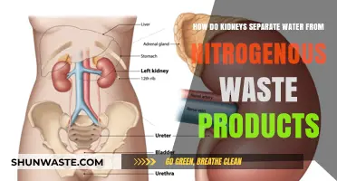 Kidneys' Filtration Process: Separating Water from Nitrogenous Waste Explained
