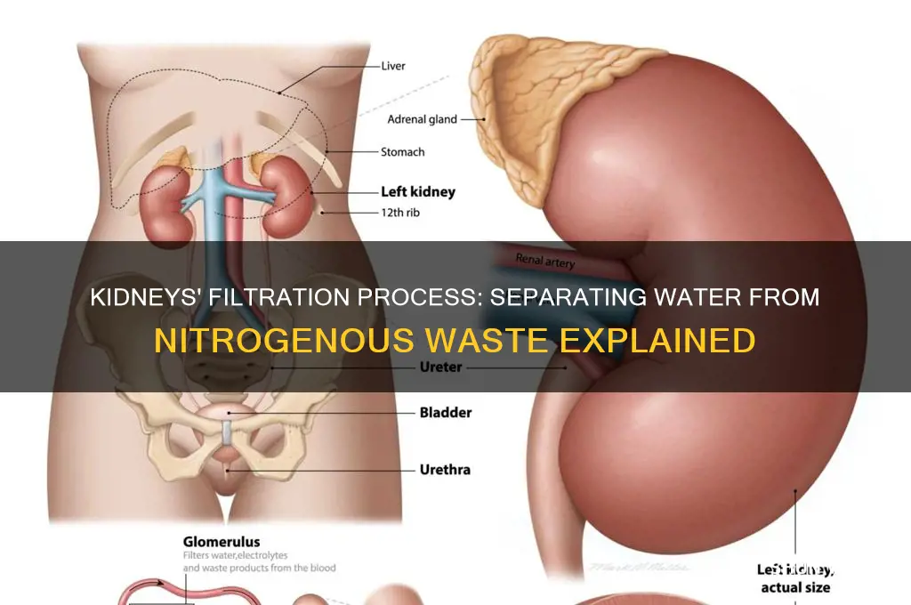 how do kidneys separate water from nitrogenous waste products