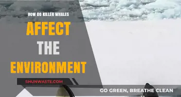 Killer Whales' Environmental Impact: Ecosystem Roles and Conservation Challenges