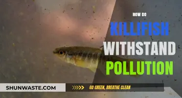 Killifish: Pollution Resistance Secrets