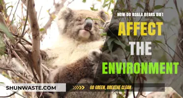 Koala Diets: Environmental Impact and Ecosystem Balance Explained