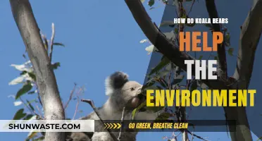 Koala Bears: Eco-Heroes in Australia's Forest Ecosystems