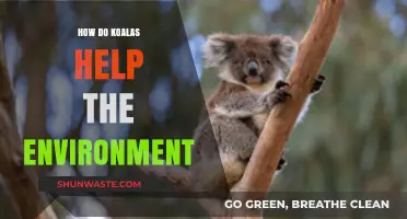 Koalas' Environmental Impact: How These Marsupials Benefit Ecosystems