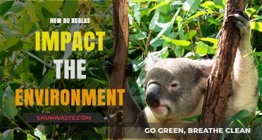 Koalas' Ecological Role: Shaping Australian Forests and Biodiversity
