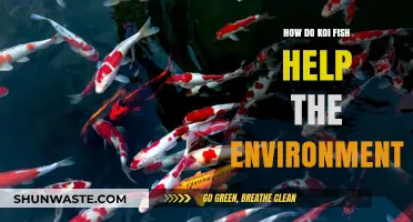 Koi Fish: Unsung Eco-Heroes Enhancing Aquatic Ecosystems Naturally