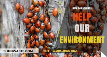 Ladybugs: Tiny Heroes Boosting Biodiversity and Pest Control Naturally
