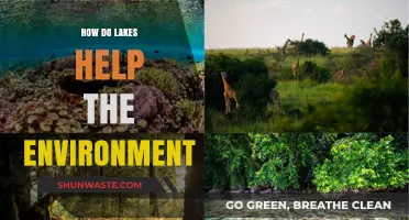Lakes: Vital Ecosystems Supporting Biodiversity and Climate Regulation