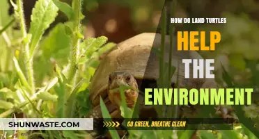 Land Turtles: Unsung Heroes in Ecosystem Balance and Biodiversity
