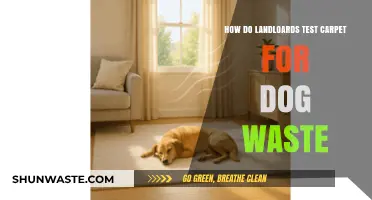 Detecting Dog Waste in Carpets: Landlord's Guide to Effective Testing Methods