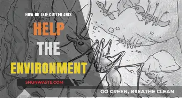 Leaf Cutter Ants: Tiny Farmers Boosting Rainforest Health and Biodiversity