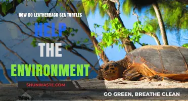 Leatherback Sea Turtles: Vital Guardians of Marine Ecosystems and Biodiversity