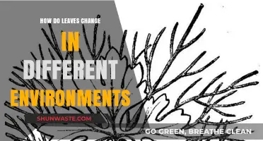 Environmental Impact: How Leaves Adapt and Change Across Diverse Ecosystems