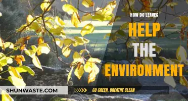 Leaves: Nature's Silent Heroes in Environmental Protection and Sustainability