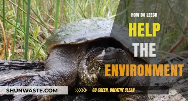 Leech Contributions: Unveiling Their Surprising Environmental Benefits and Ecosystem Roles