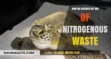Leeches' Nitrogen Waste Removal: Unveiling Their Unique Detoxification Process