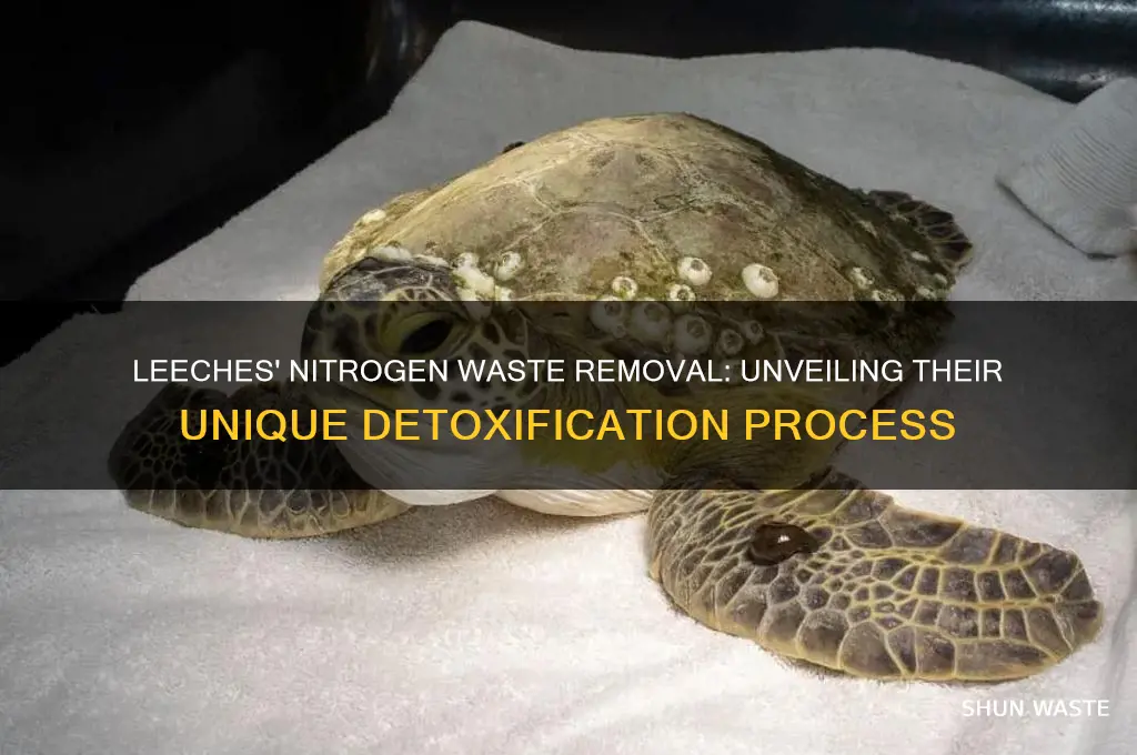 how do leeches get rid of nitrogenous waste