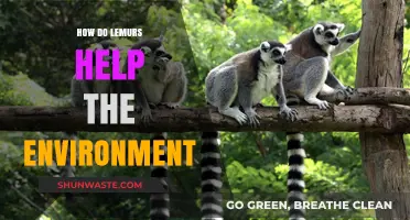 Lemurs: Unsung Heroes in Preserving Madagascar's Unique Ecosystems