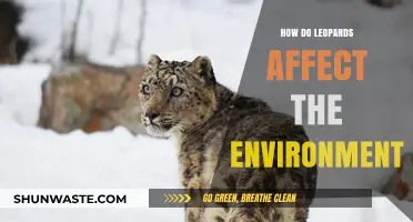 Leopards' Ecological Impact: Shaping Ecosystems and Biodiversity Balance