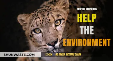Leopards' Vital Role in Maintaining Ecosystem Balance and Biodiversity