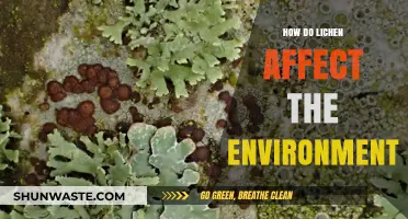 Lichen's Environmental Impact: Unveiling Their Role in Ecosystems and Beyond