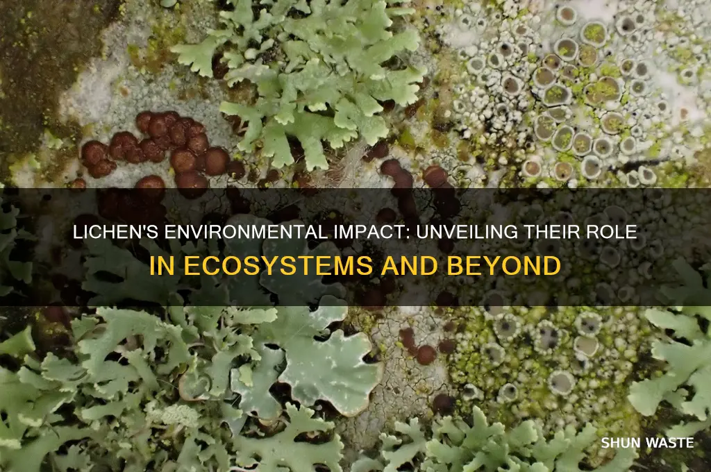 how do lichen affect the environment