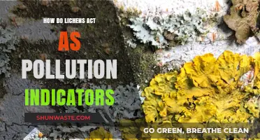 Lichen's Superpower: Pollution Detection and Environmental Health