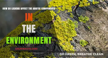 Lichens' Role in Shaping Abiotic Environmental Factors and Ecosystems