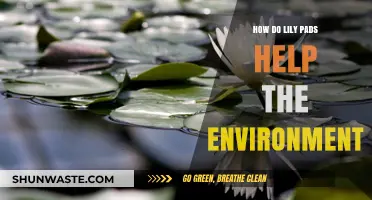 Lily Pads' Vital Role in Supporting Aquatic Ecosystems and Wildlife