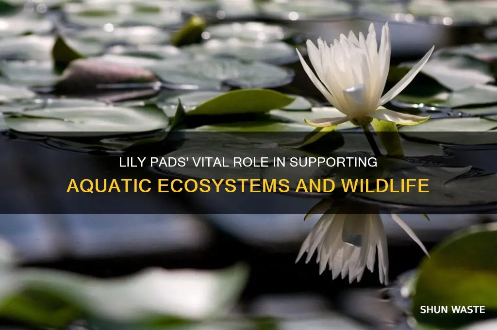 how do lily pads help the environment